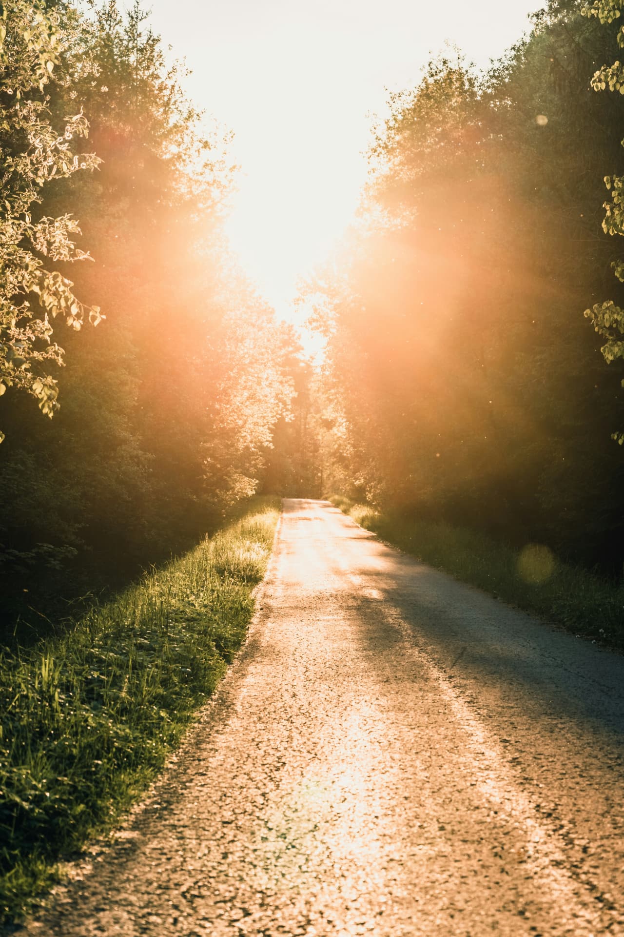 Sunlit path leading through trees